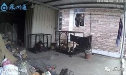 泉州爆料大狗视频,究竟何方神圣？